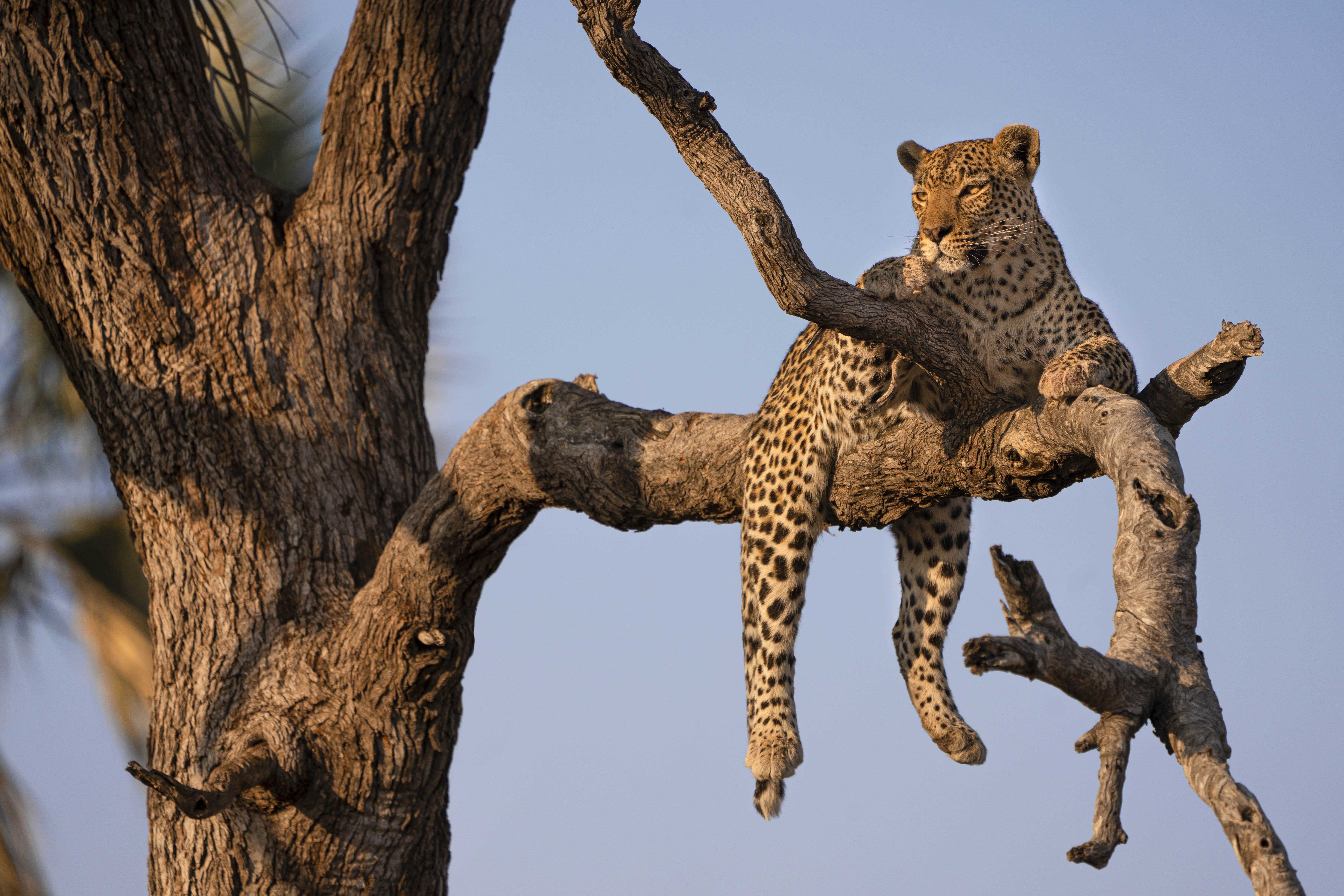 Celina Chien, Leopard at Sunset (1)