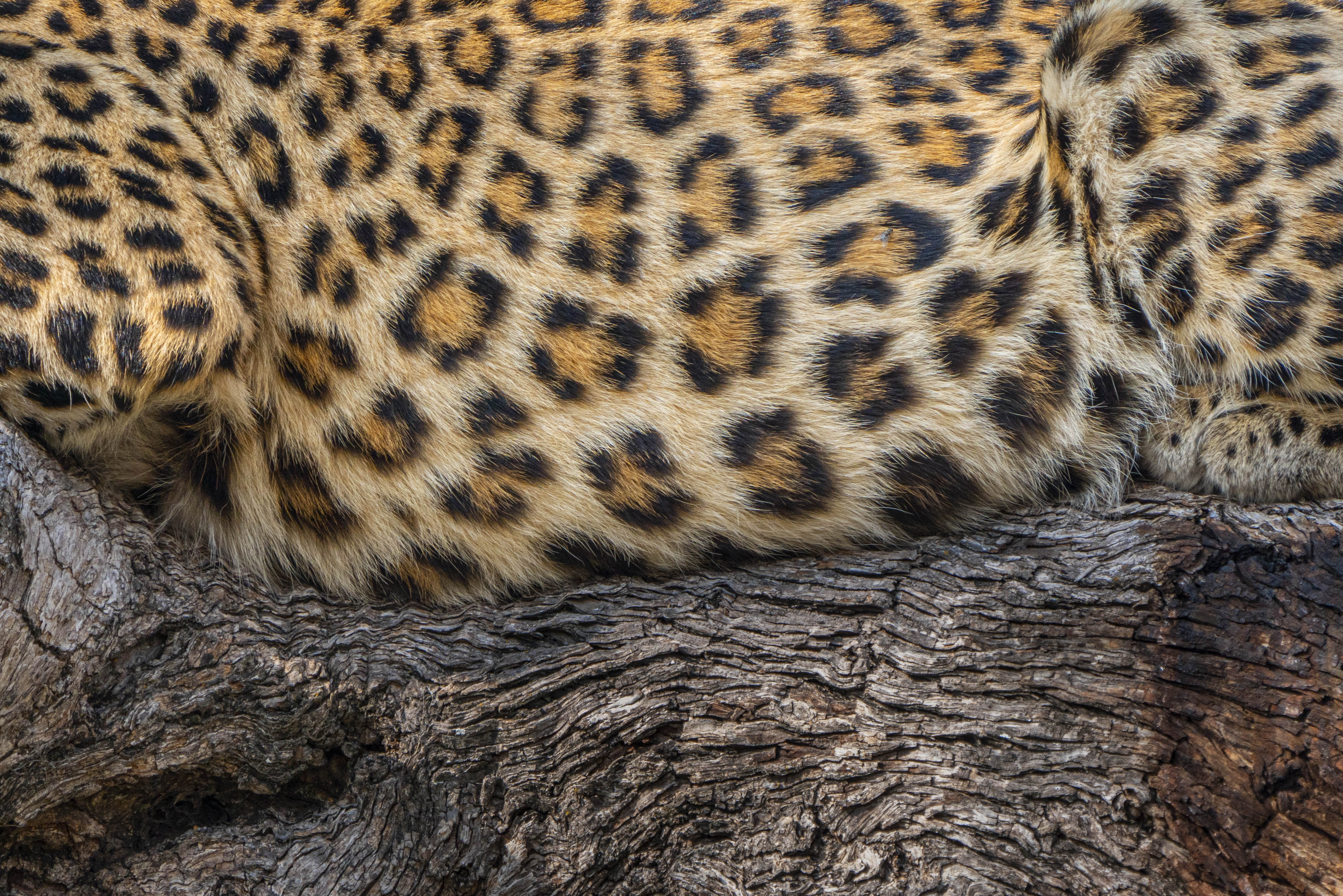 Celina Chien, Leopard Textures (1)