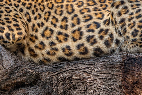Celina Chien, Leopard Textures (1)