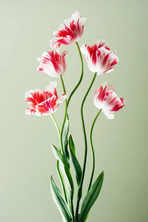 Raspberry Ripple Tulips