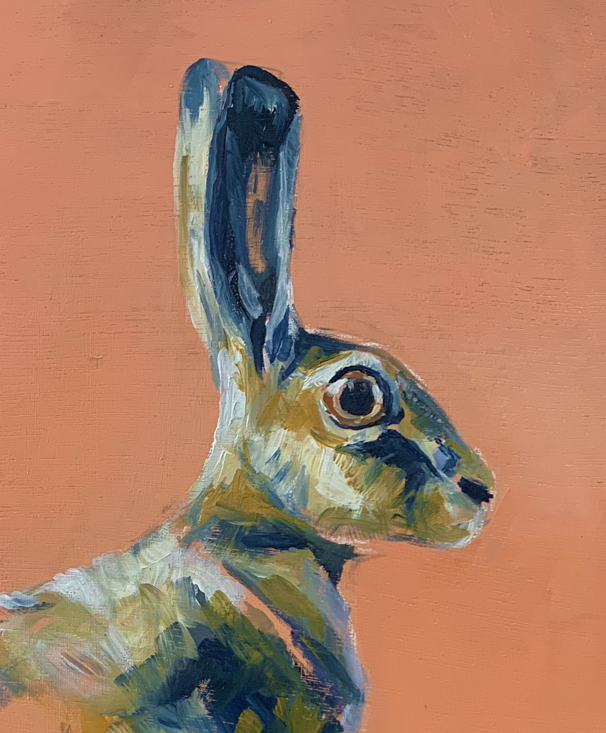 close up rabbit