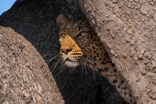 Celina Chien, Portrait of a Leopard in Hiding (1)
