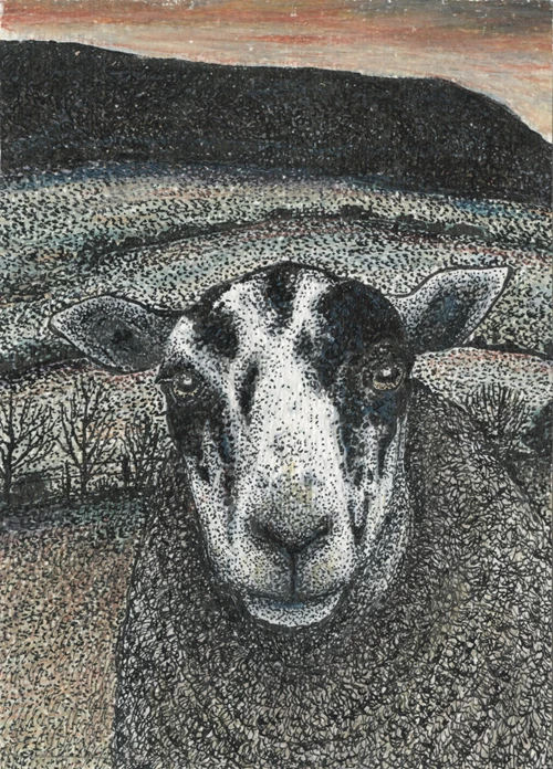 SHEEP - front