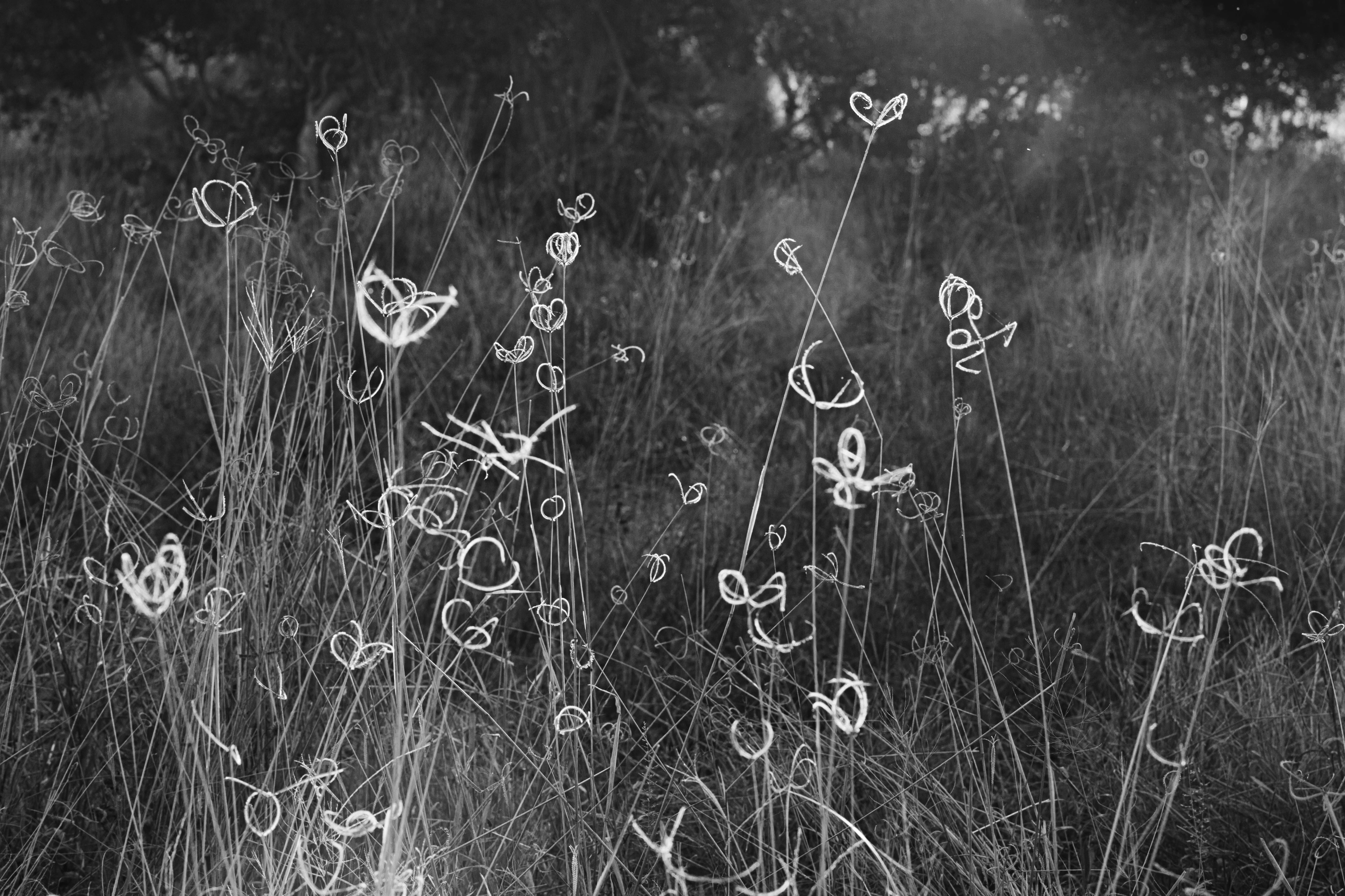 Celina Chien, Botswana Grass (1)