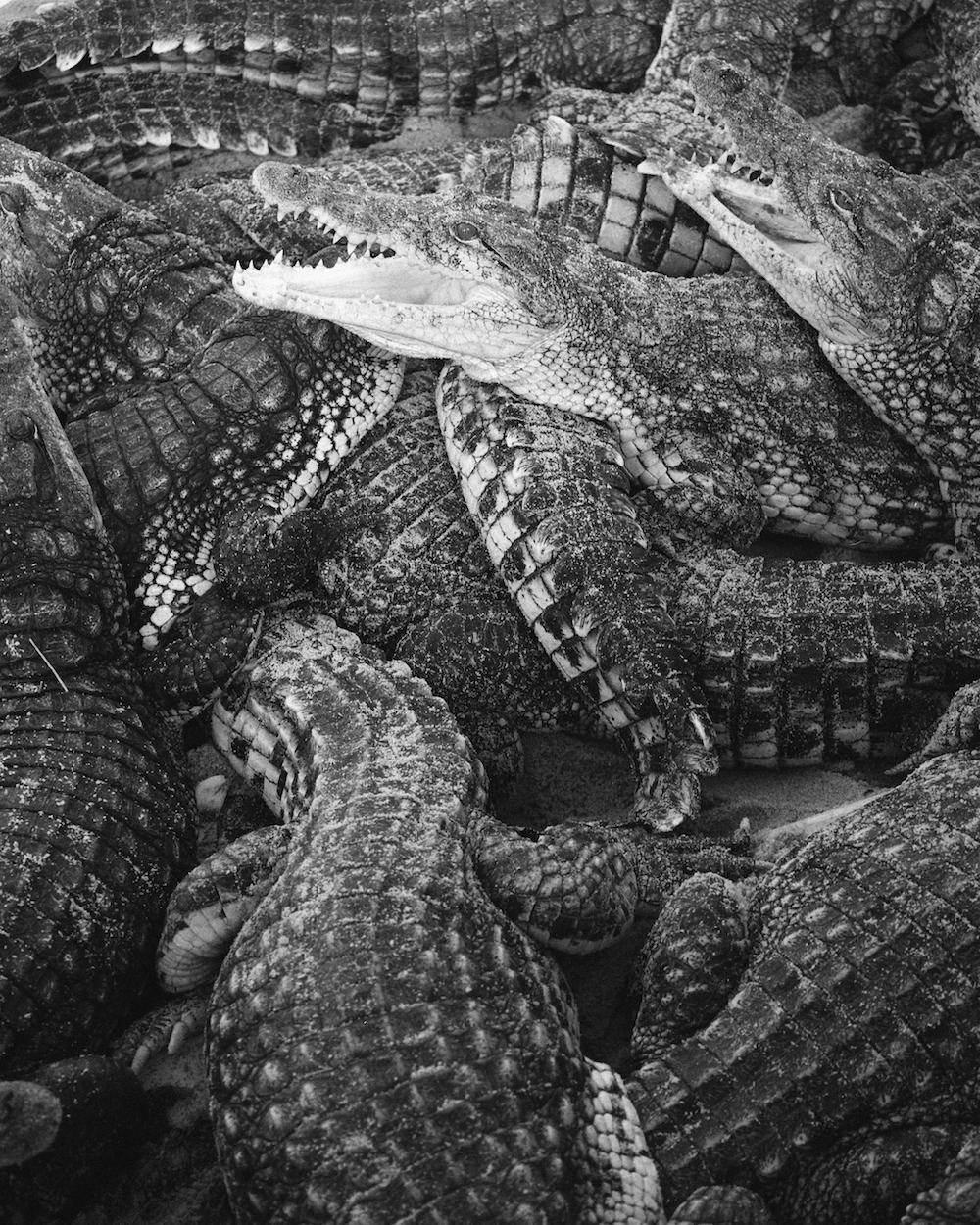 Tereza Zelenkova, Crocodiles The Auction Collective.jpg